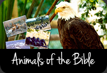 Animals of The Bible