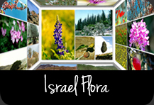 Israel Poster: Israel Flora